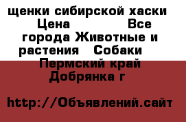 щенки сибирской хаски  › Цена ­ 10 000 - Все города Животные и растения » Собаки   . Пермский край,Добрянка г.